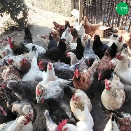 Vendo galinha caipira