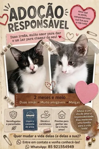Adoção de duas gatinhas 