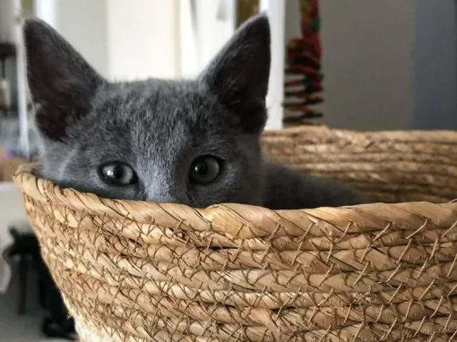 Russian Blue Azul russo filhotes cinza
