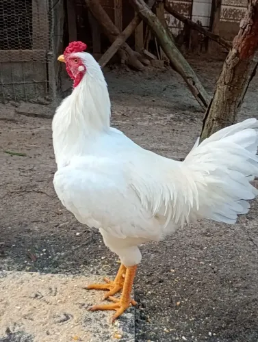 Galo.   Branco.  Mestiço.  7.  Meses.  Muito.  Bonito.  Leia