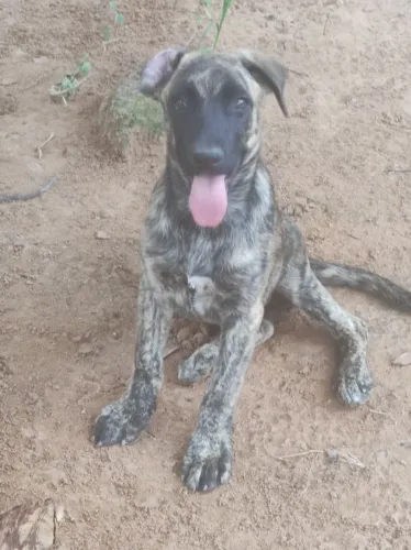DOAÇÃO: FILHOTE FÊMEA (MAE PASTOR ALEMÃO X PAI SRD) PORTE GRANDE)