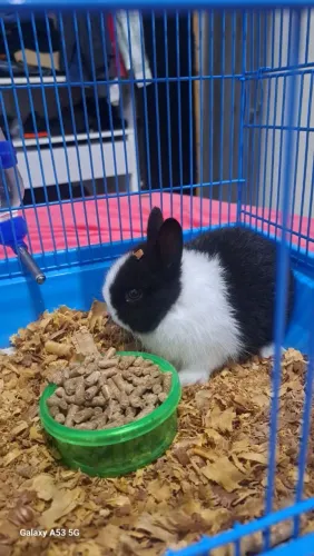 Mini coelho anão Netherland 