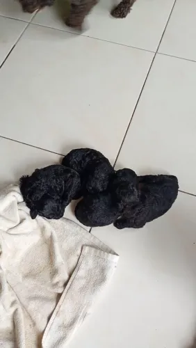 Vendo filhote de poodle