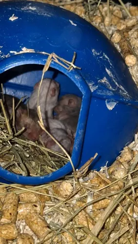 Reserva filhotes de hamster