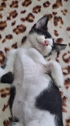 Doando gatinho ? 
