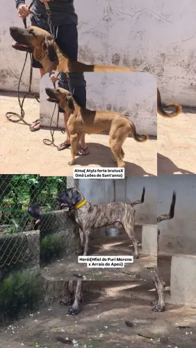 Filhotes de Fila Brasileiro OFB, linhagem de trabalho