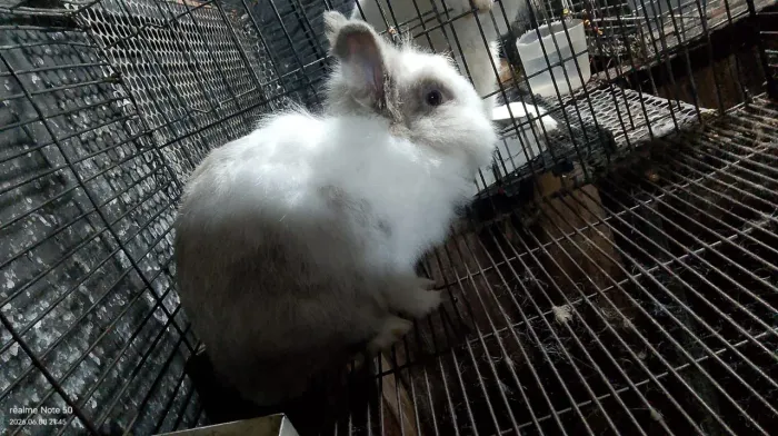 Vendo  coelha 
