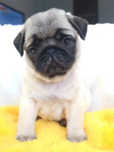 PUG MACHO ACEITO OFERTAS