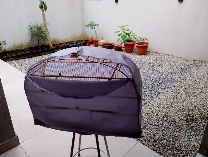 Gaiola Voadeira para Curió ou Bicudo, 80 cm, madeira e arame, com capa na medida.