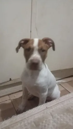 Vendo um filhote de Pit Bull 3 meses monster