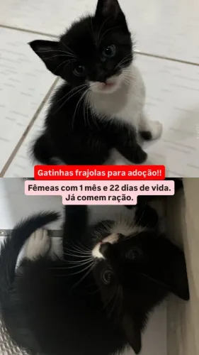 Gatos para adoção 
