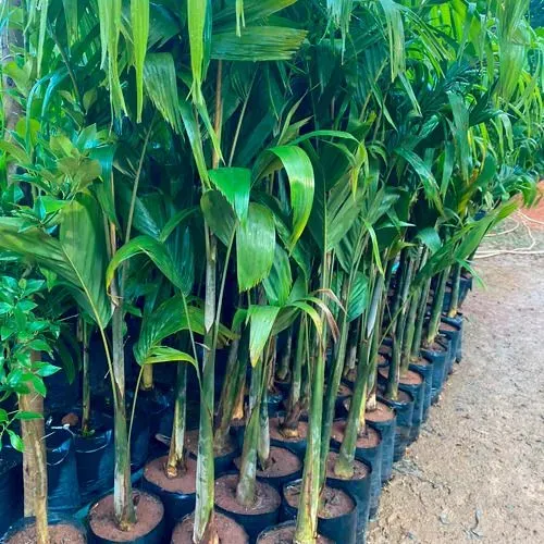 Palmeira Carpentaria