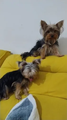 Macho para cobertura