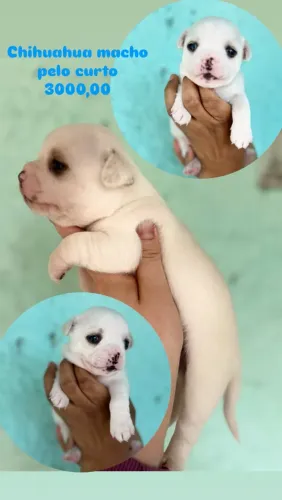 chihuahua