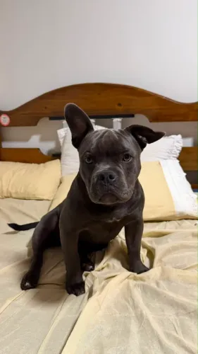 Filhote de American bully 