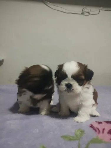 Vende se filhotes de Shitzu machos 