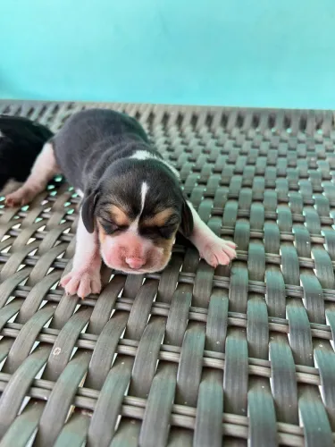 Lindos filhotes disponíveis para encomenda