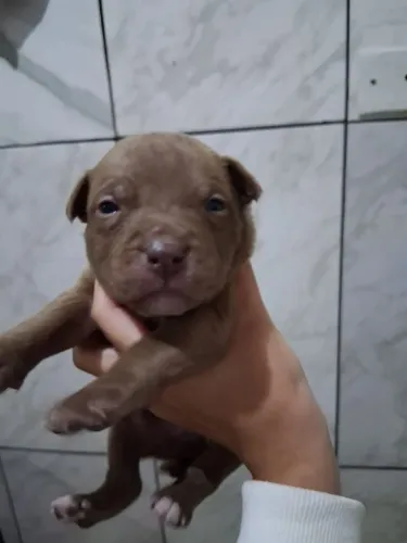 Venda de Pitbull fêmea e macho por 250