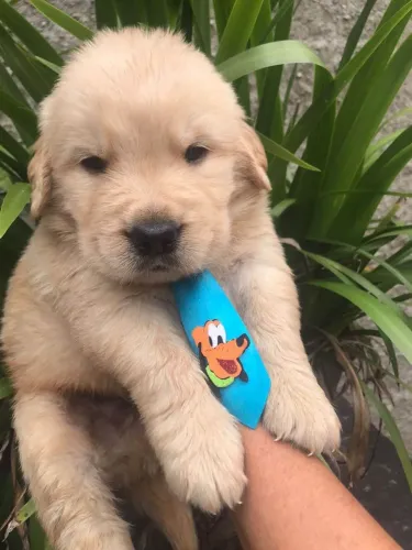Filhote Golden Retriever, Nada como um filhotinho para espalhar amor por onde passa!