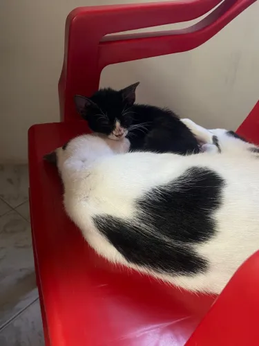 Adoção responsável GATA 