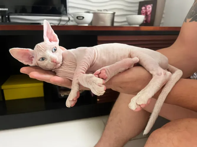 Gatos filhotes Sphynxs
