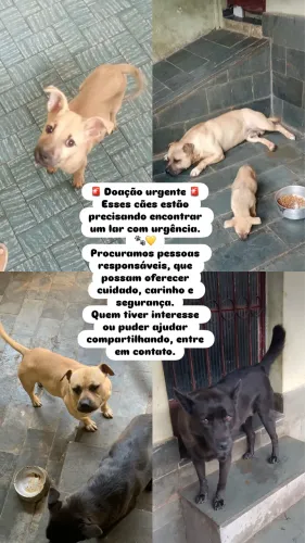 Doação cachorros urgente