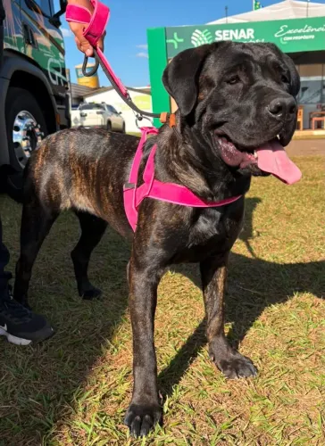 CANE CORSO ITALIANO PEDIGREE 
