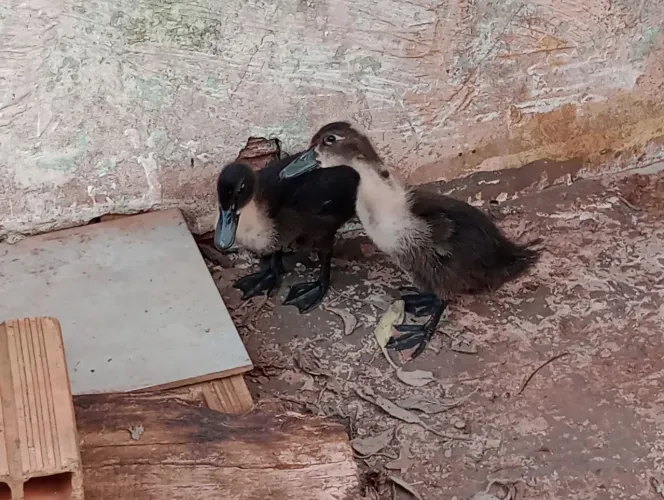 Vendo lindos Patinhos filhotes 100 reais