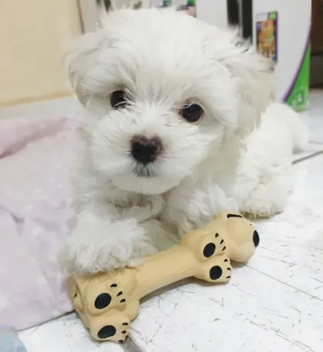 Maltês Um pet preparado para acompanhar sua rotina