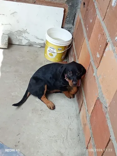 Cachorro Rottweiler