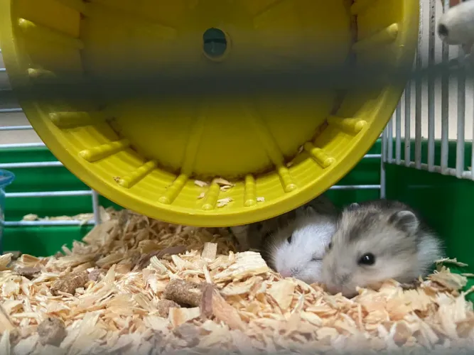 Hamster