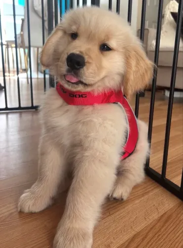 Golden retriever você e sua família vão ficar fascinados