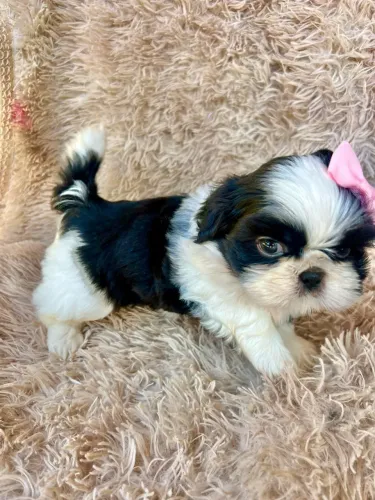 Fêmea Shih tzu linda 