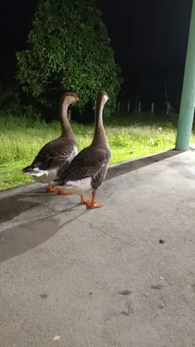 Casal de Ganso Toulouse