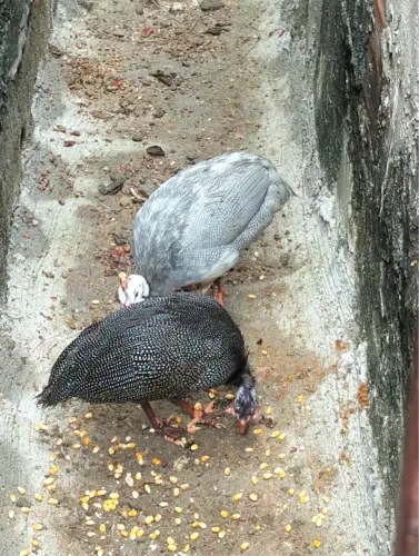 Guiné/Galinha de Angola 