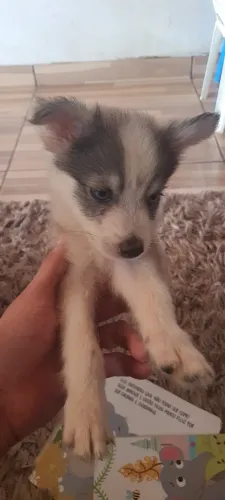 Casal de Husky