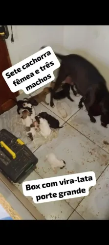 Sete fêmea e dois machos para doação box com vira-lata tem que vir buscar