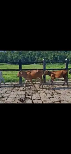 Bezerro luxo Alagoinhas 40 cabeças R$2,500,00