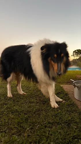 Rough Collie Macho Disponível 