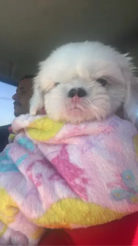 Shihtzu fêmea branca vendo ou troco