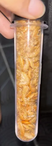 Gammarus, comida para seu hamster