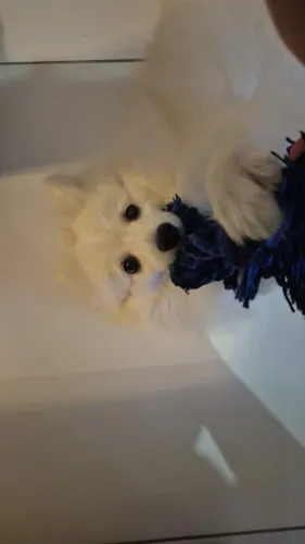 Spitz Alemão