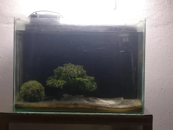 Aquário 100 litros com filtro interno de 1200 lh e um hangon de 800 lh 