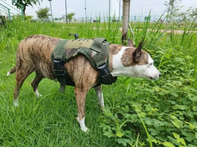 Colete operacional tático para cães