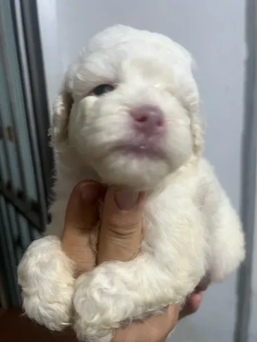 Lindos Filhotes de poodle