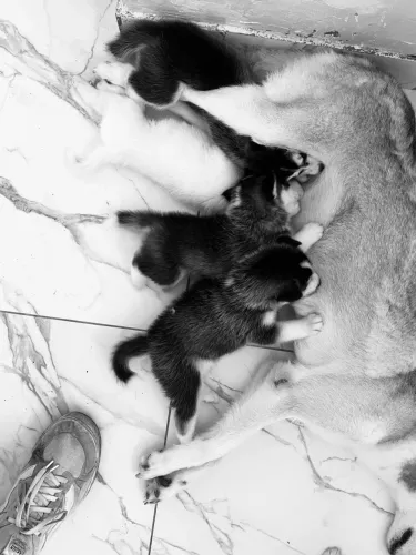 FILHOTES DE HUSKY SIBERIANO A VENDA