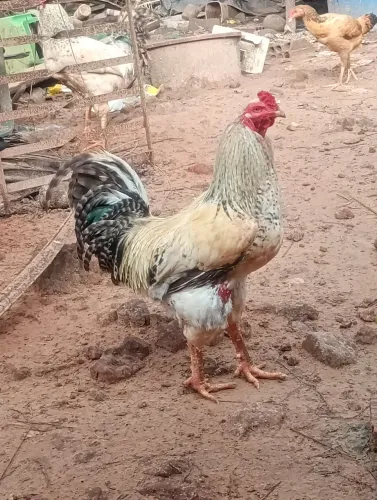 Galos e galinha