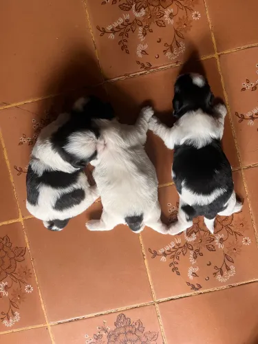 Cachorro