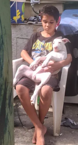 Doação de Filhote de Pitbull