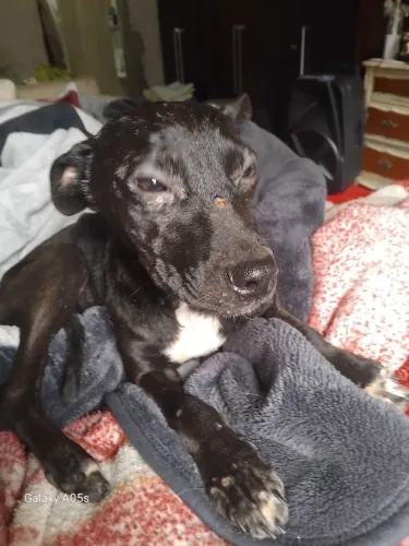 Doace cachorrinha na zona norte ela quer um lar posso com ela que estou gravida 
